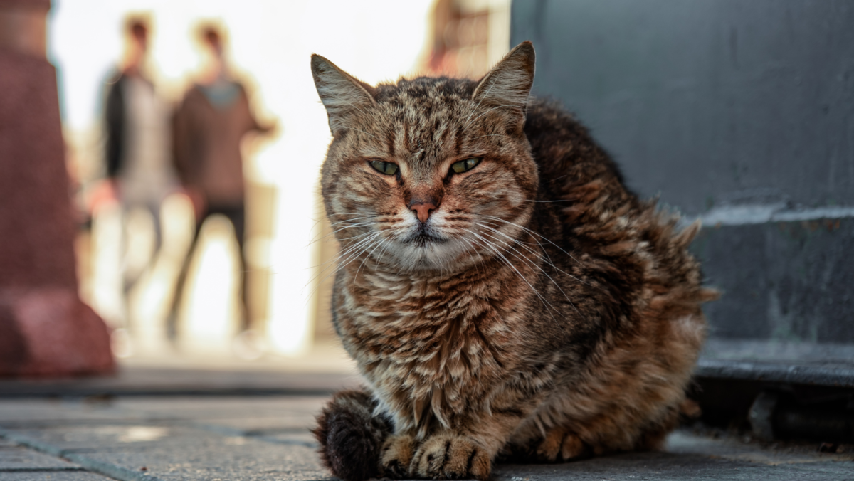 イメージ画像：飼い主の愛情を受けて穏やかになった野良猫たちの社会化について